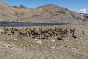 Domenica 17 Agosto 2014 – Piz Languard -  FOTOGALLERY